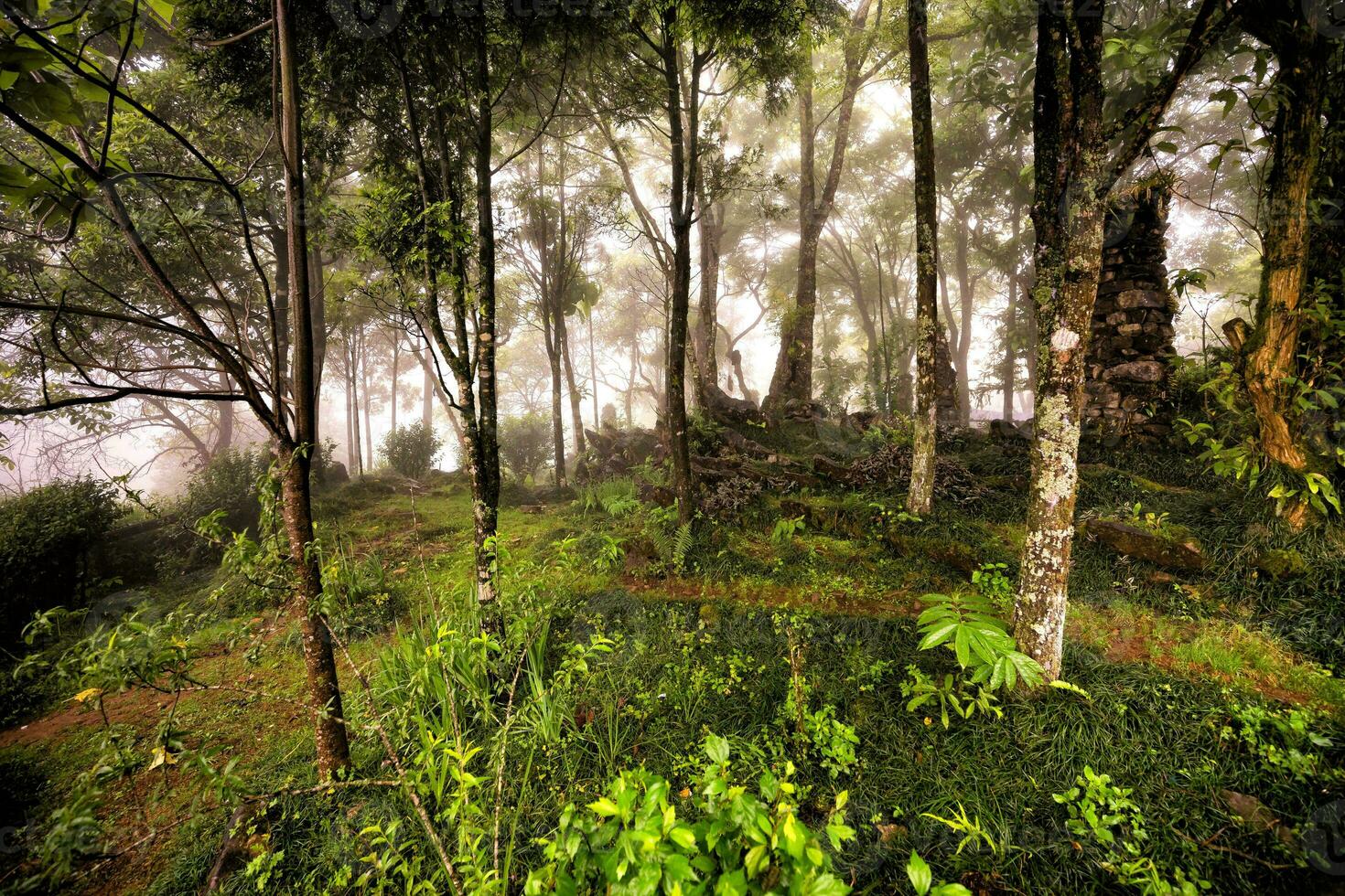 paisaje con verde pino arboles y niebla imagen de el ruta Entre el hojas perennes foto