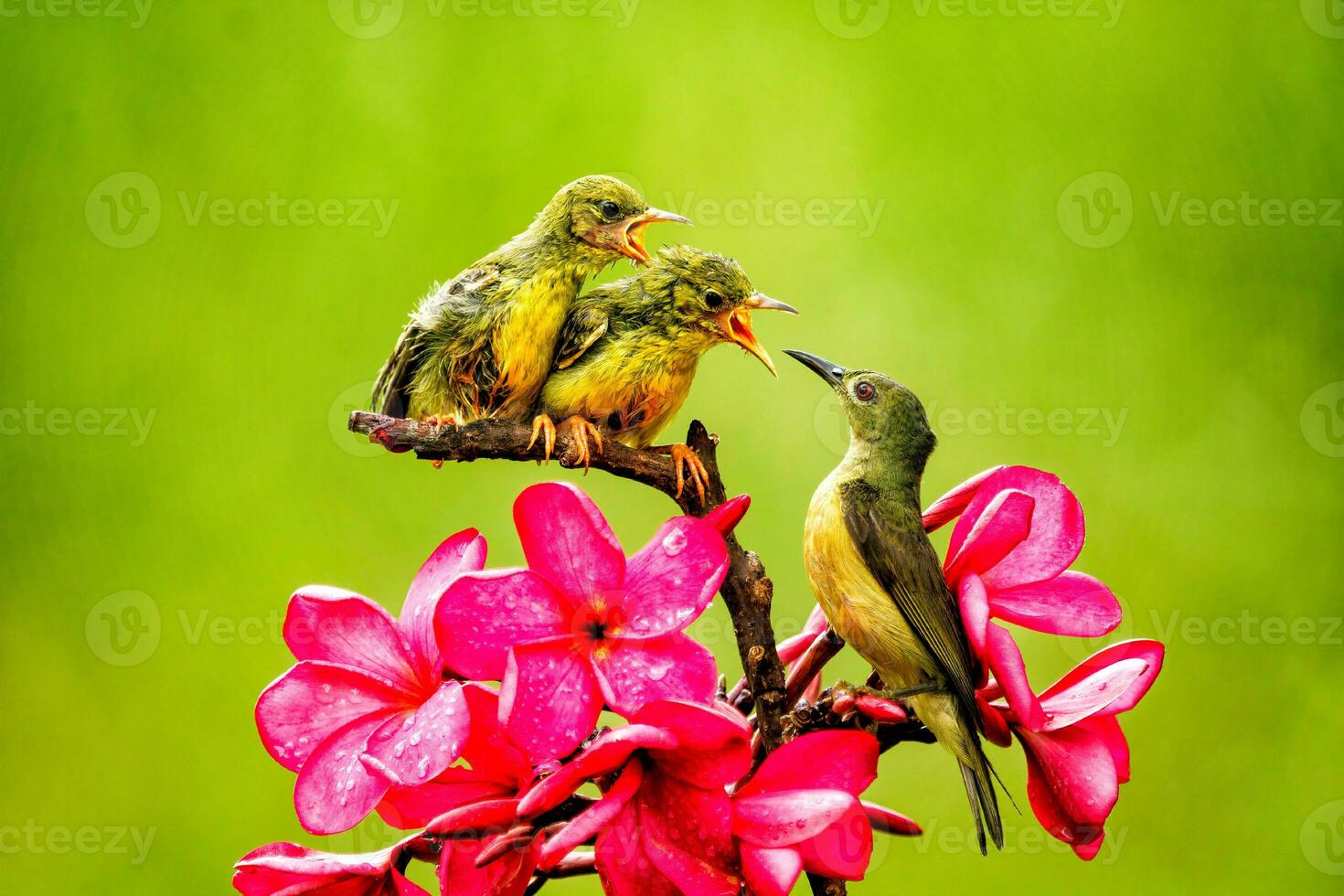 el niño cinnyris yugular es siendo alimentado por aceituna Respaldados Sunbird foto