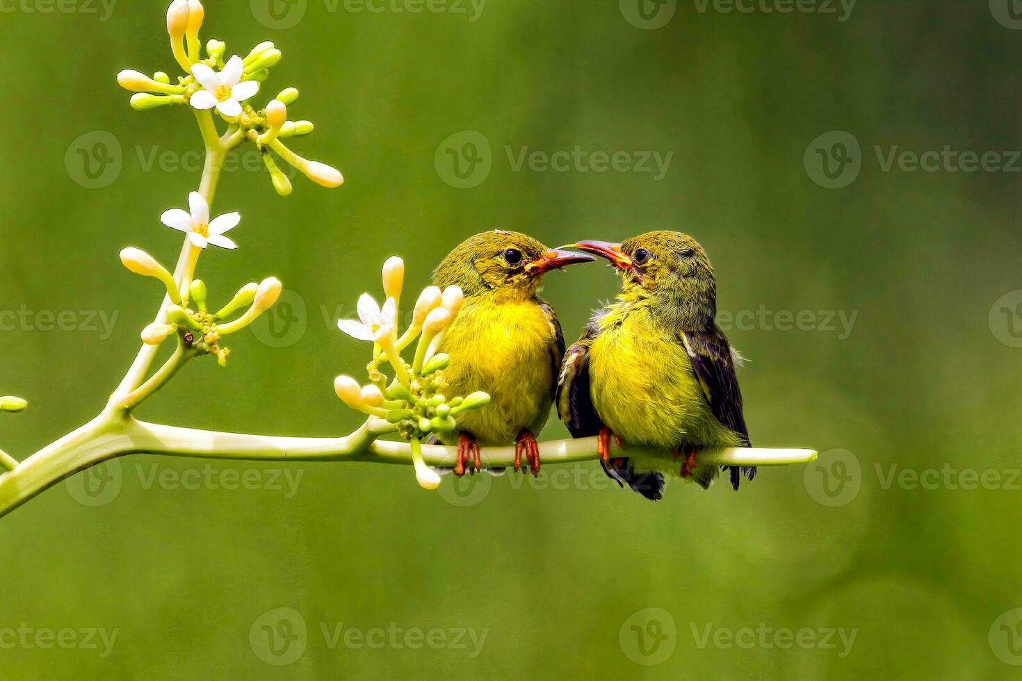 Sunbirds with Olive Backs Feeding The Youngster photo