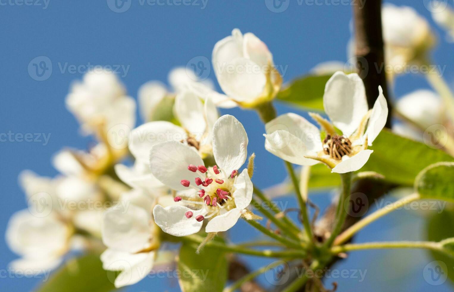 Common pear, Pyrus domestica photo