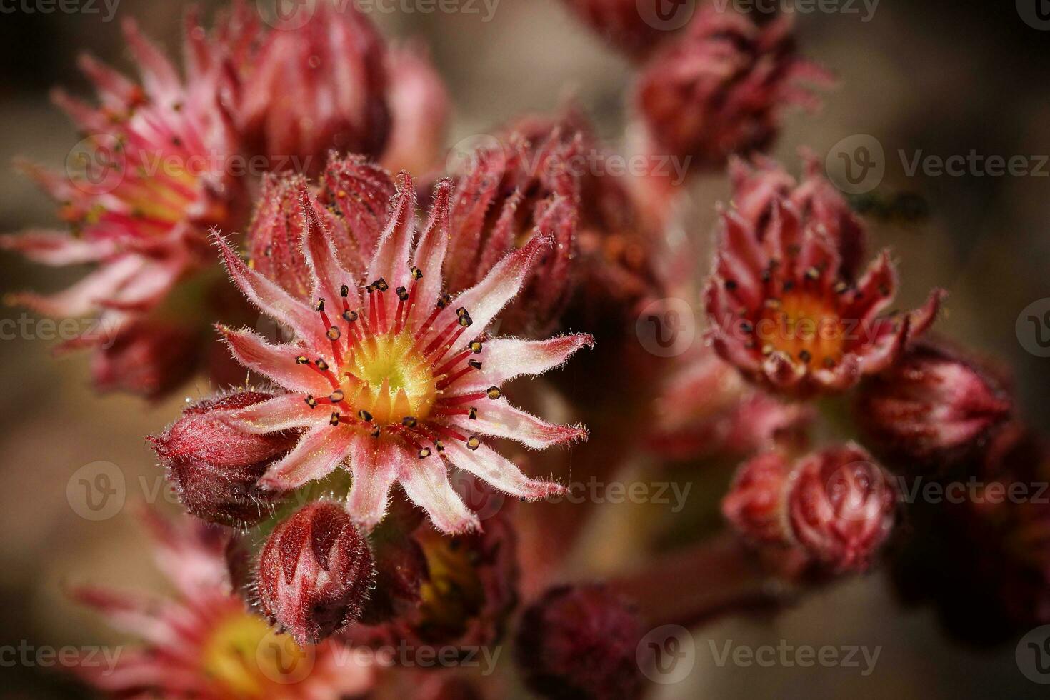 Close up image of Houseleek, Sempervivum photo