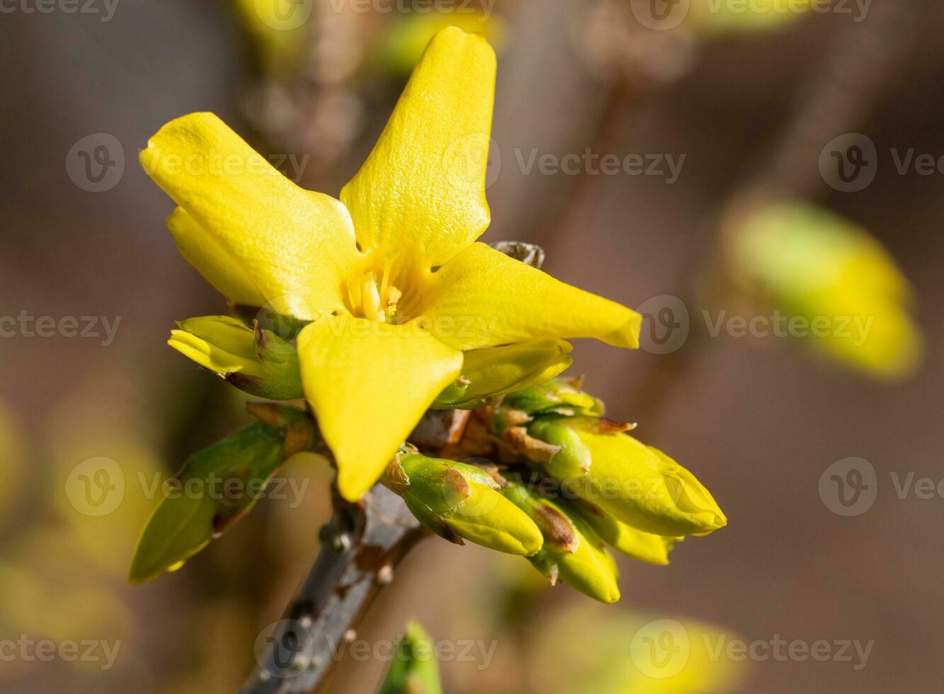 Forsythia, Forsythia intermedia photo