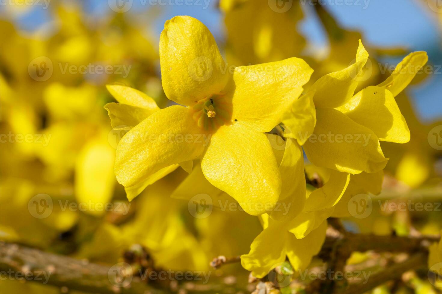 Forsythia, Forsythia intermedia photo