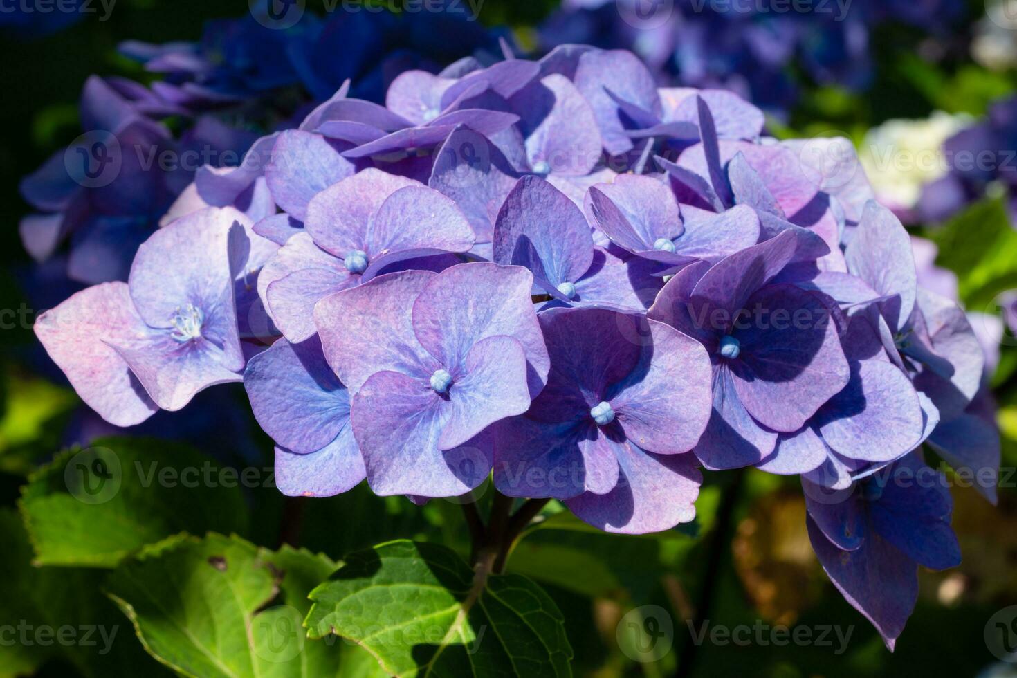 penny mac, hortensia macrophylla foto