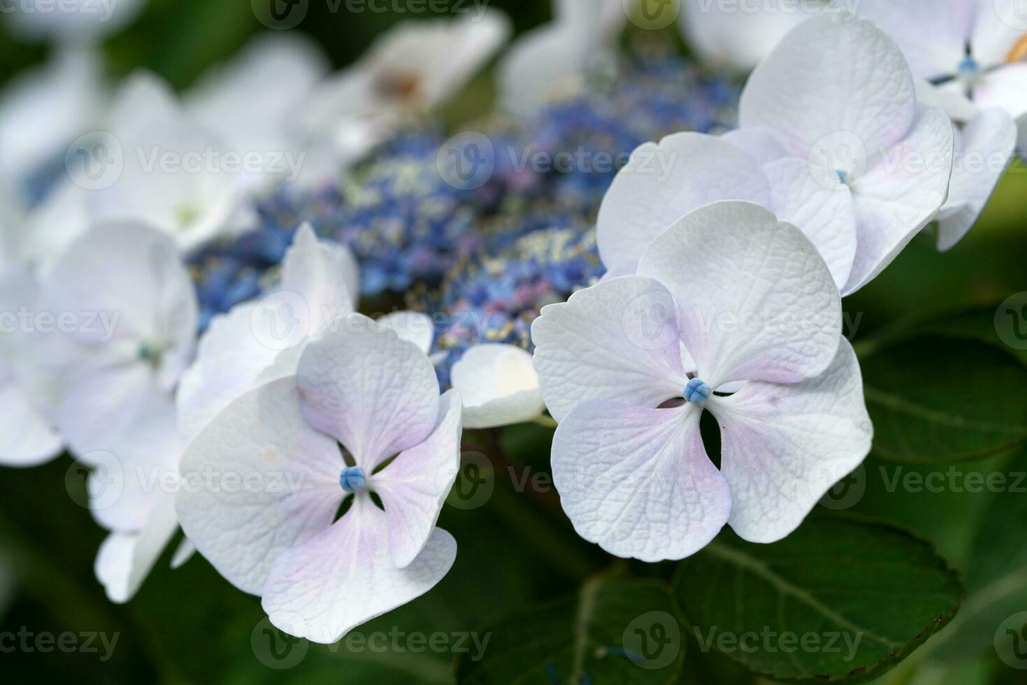 Penny mac, Hydrangea macrophylla photo