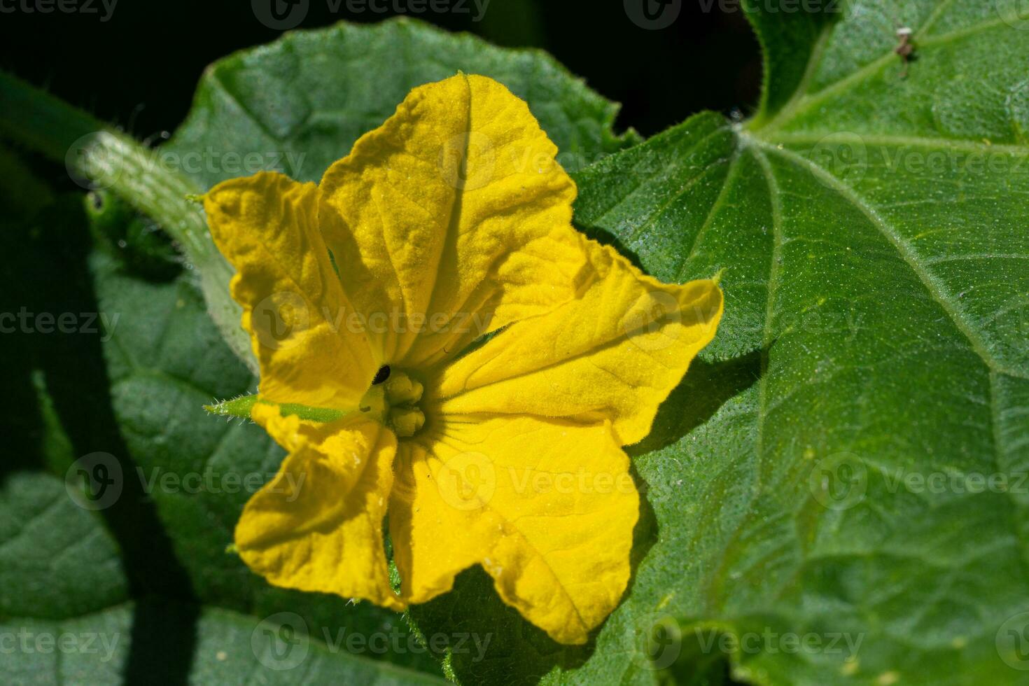 Cucumber, Cucumis sativus photo