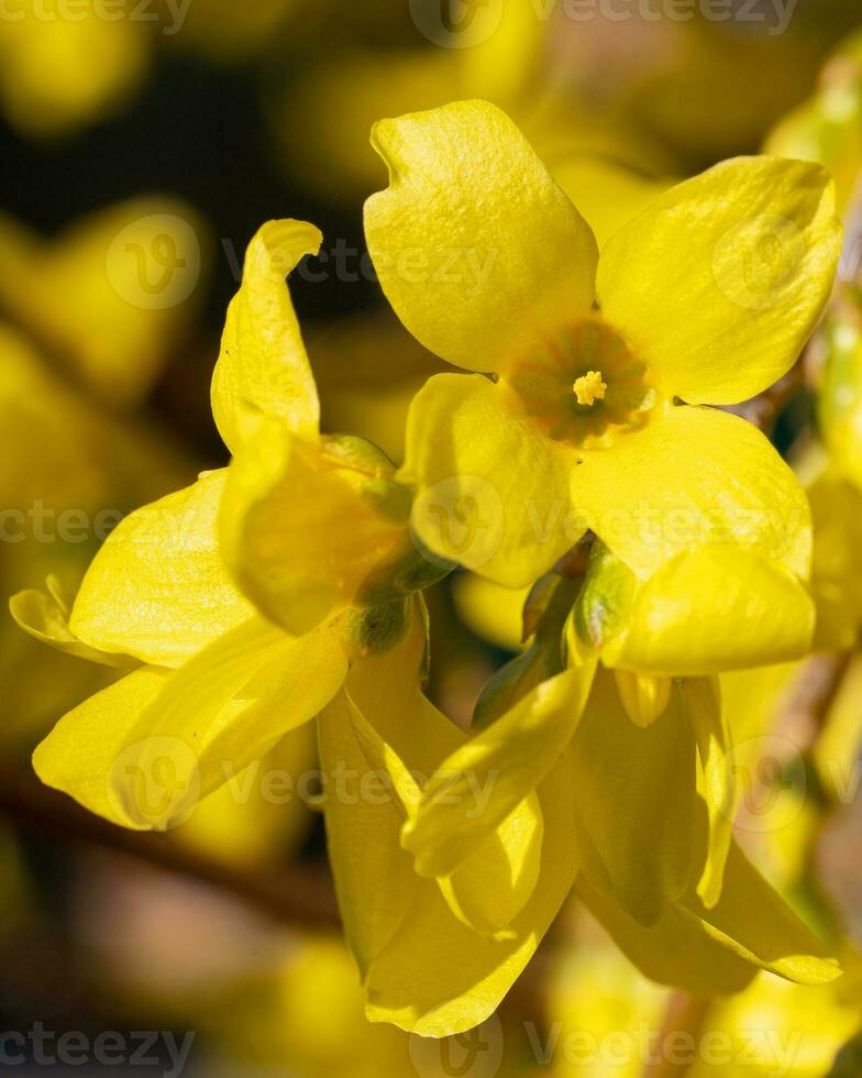 Forsythia, Forsythia intermedia photo