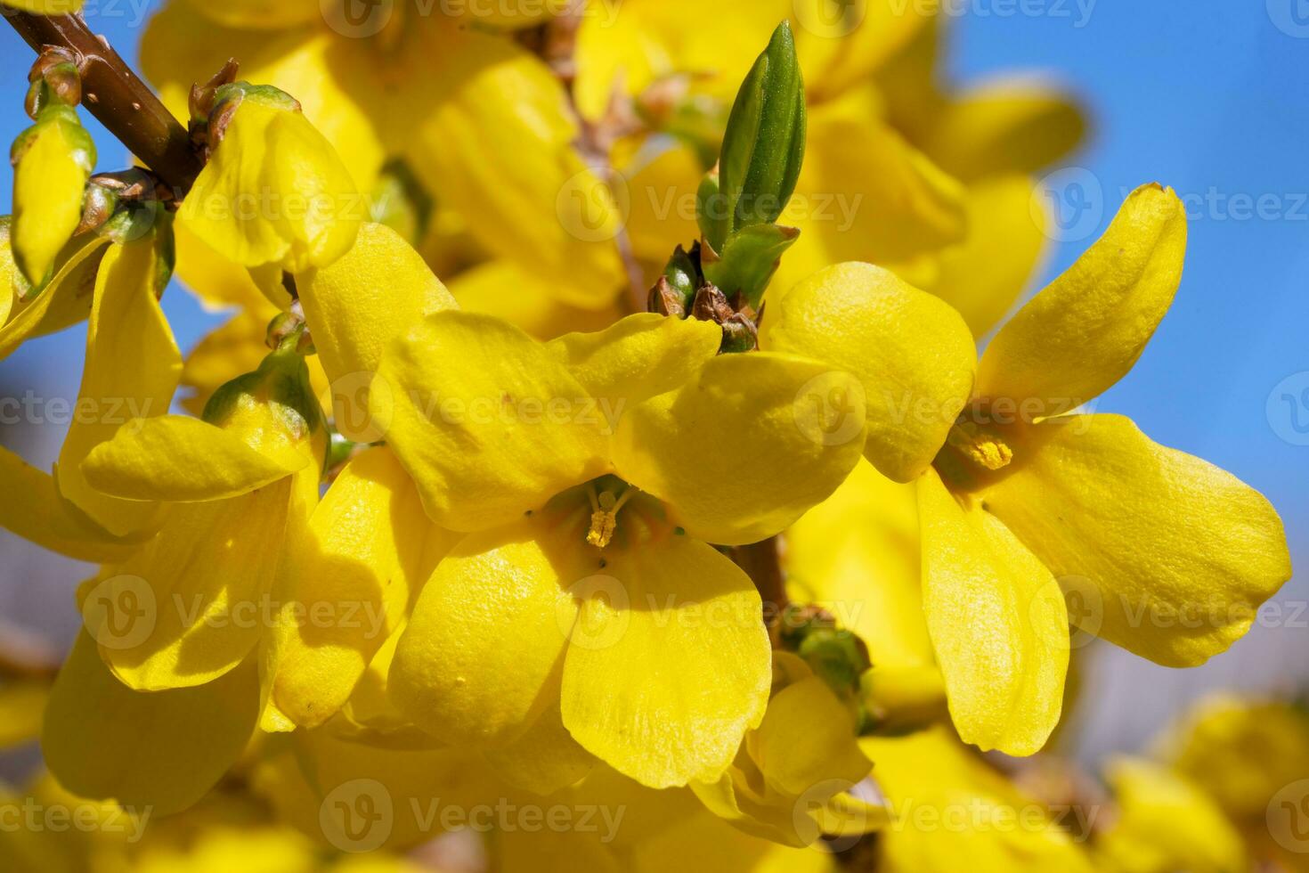 Forsythia, Forsythia intermedia photo