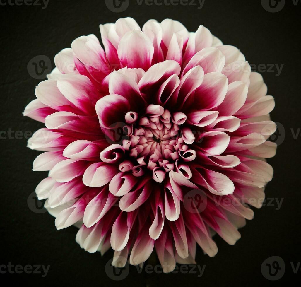 Close up image of Dahlia photo