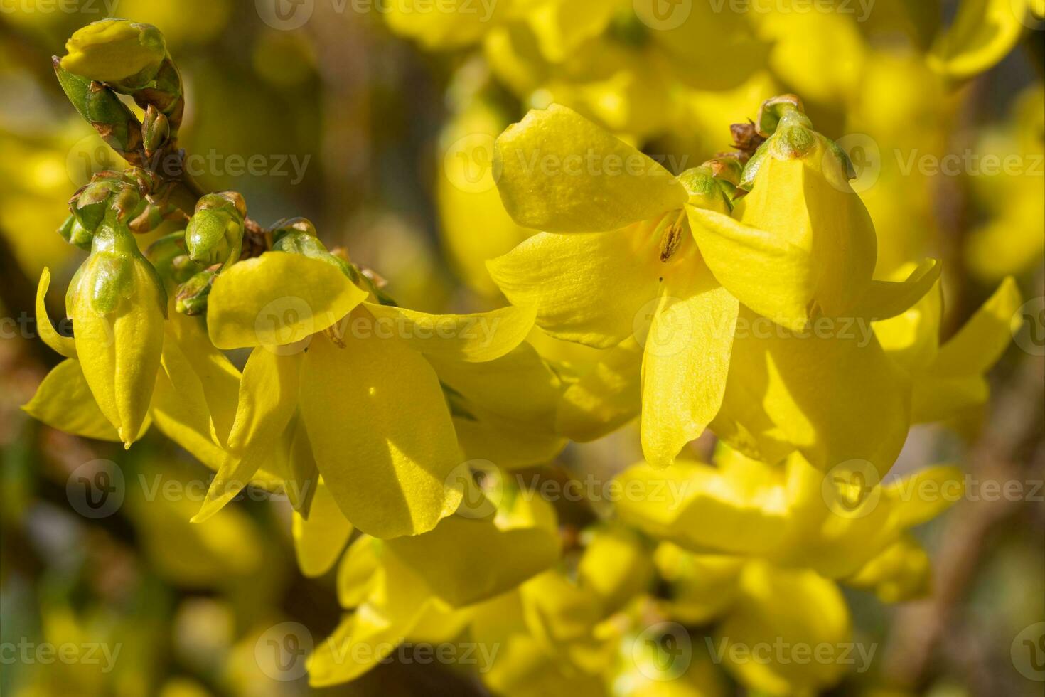 Forsythia, Forsythia intermedia photo