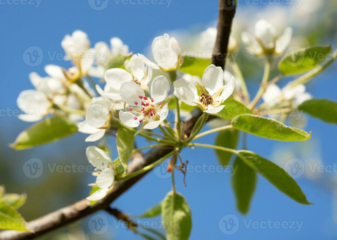 Common pear, Pyrus domestica photo