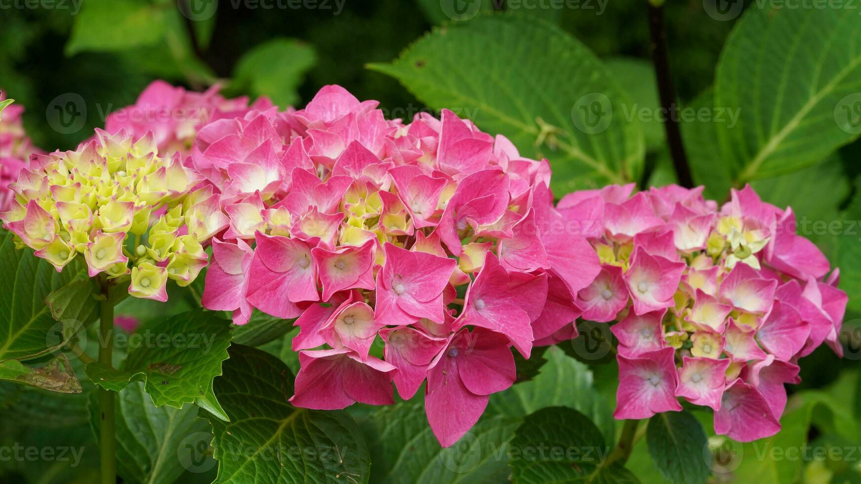 penny mac, hortensia macrophylla foto