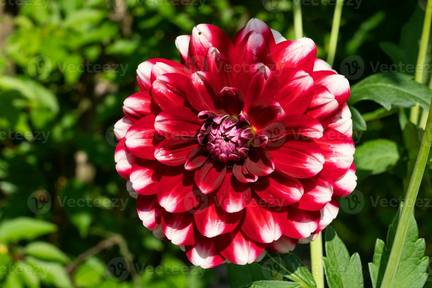 Close up image of Dahlia photo