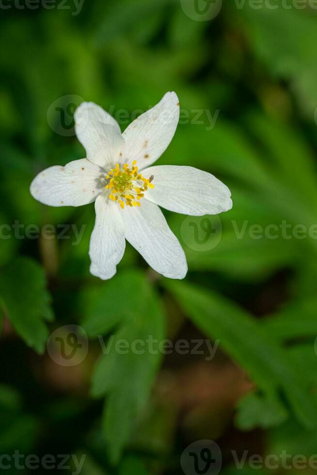 Windflower, Anemone nemorosa photo