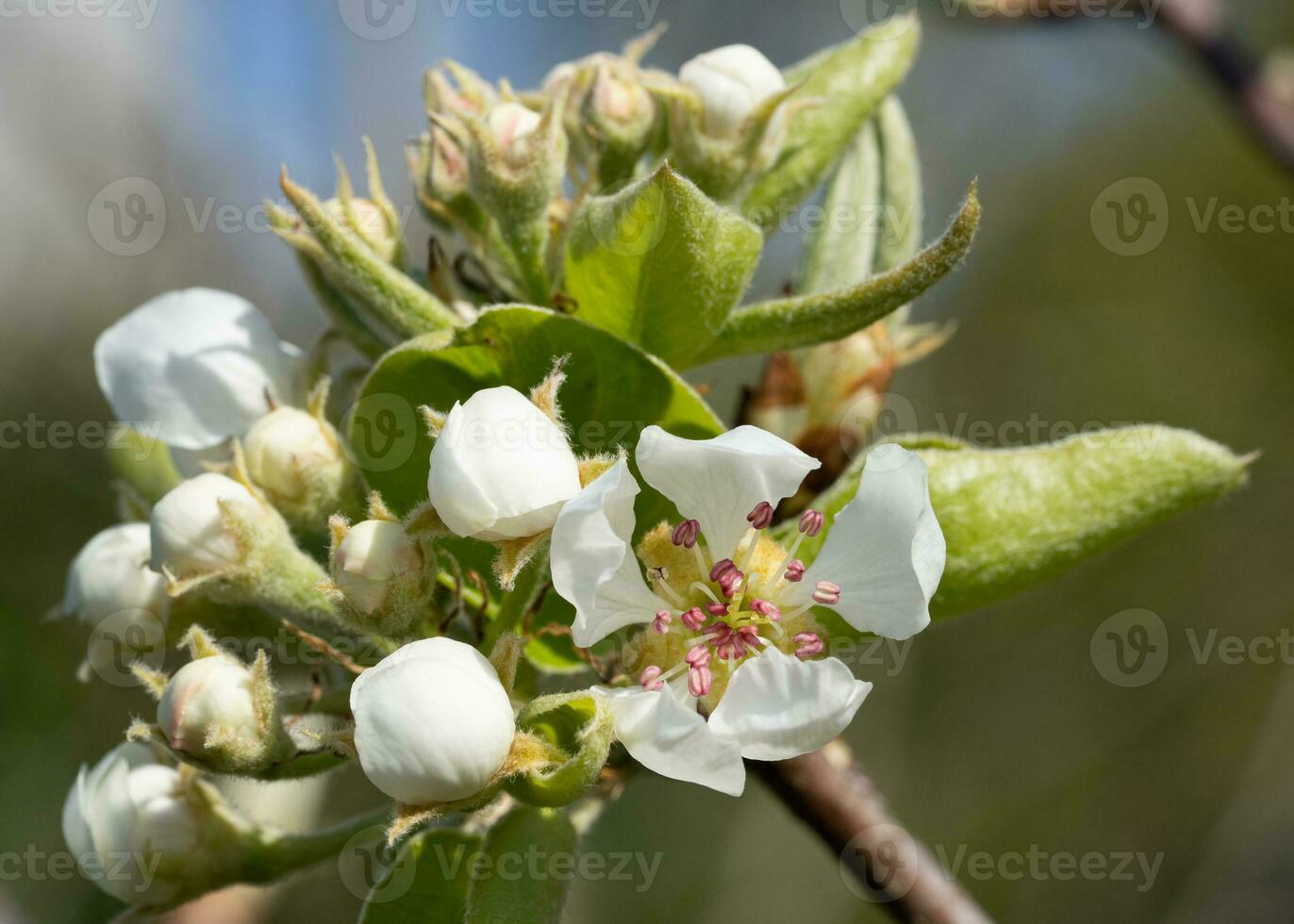 Common pear, Pyrus domestica photo