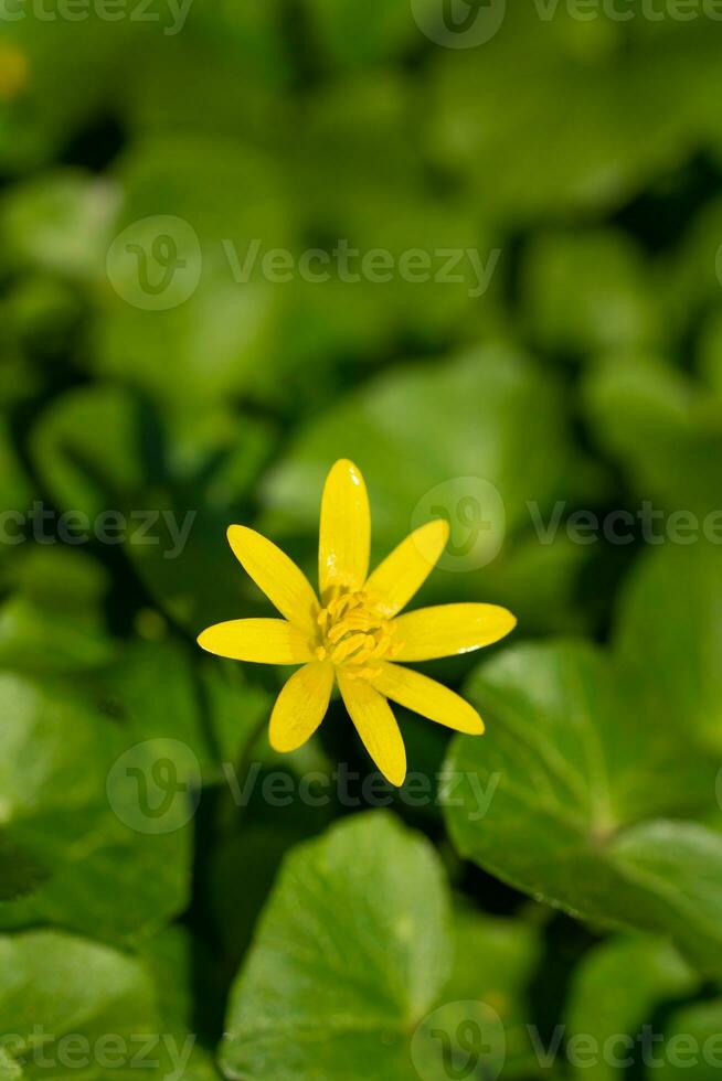 Buttercup, Ficaria verna photo