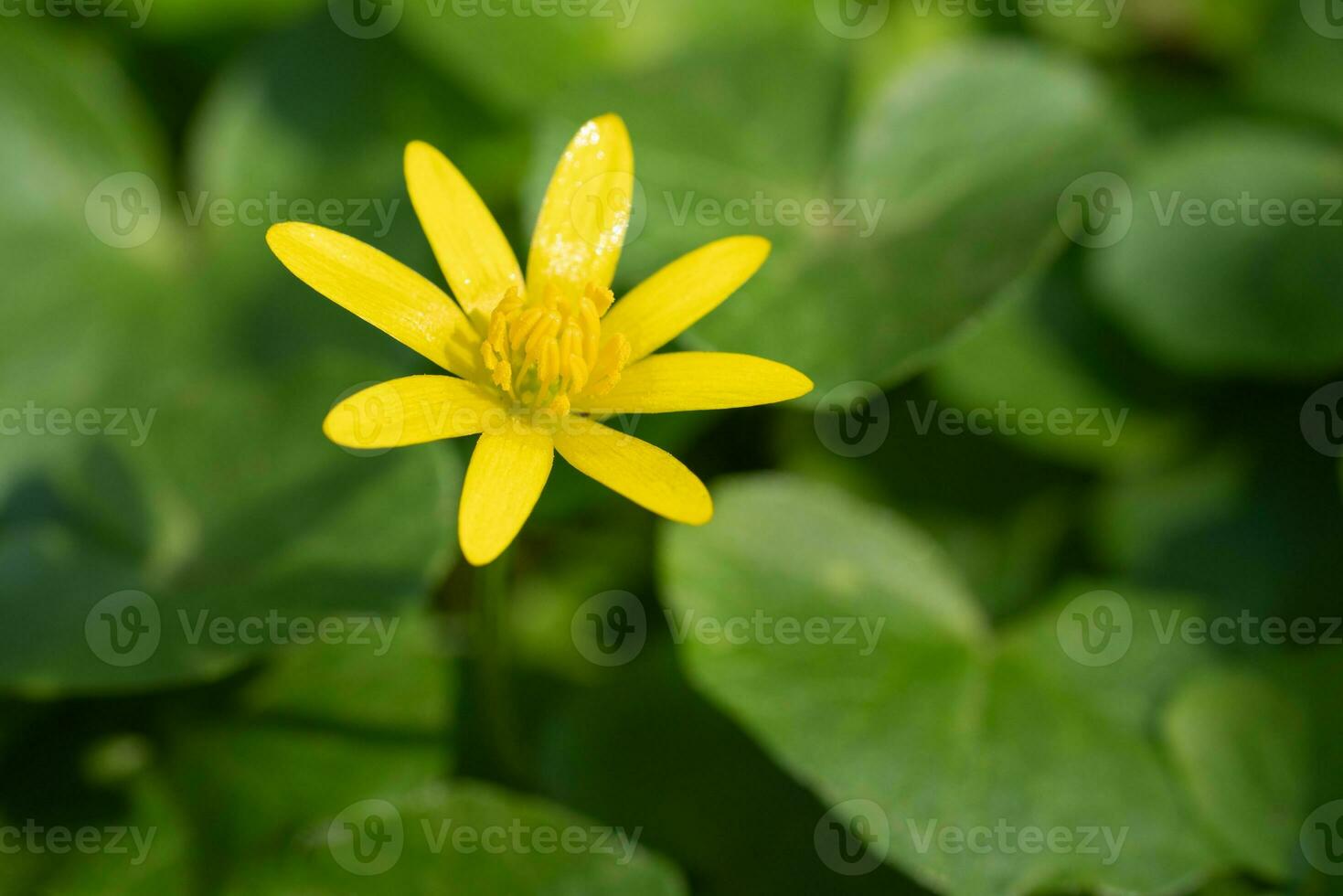 Buttercup, Ficaria verna photo