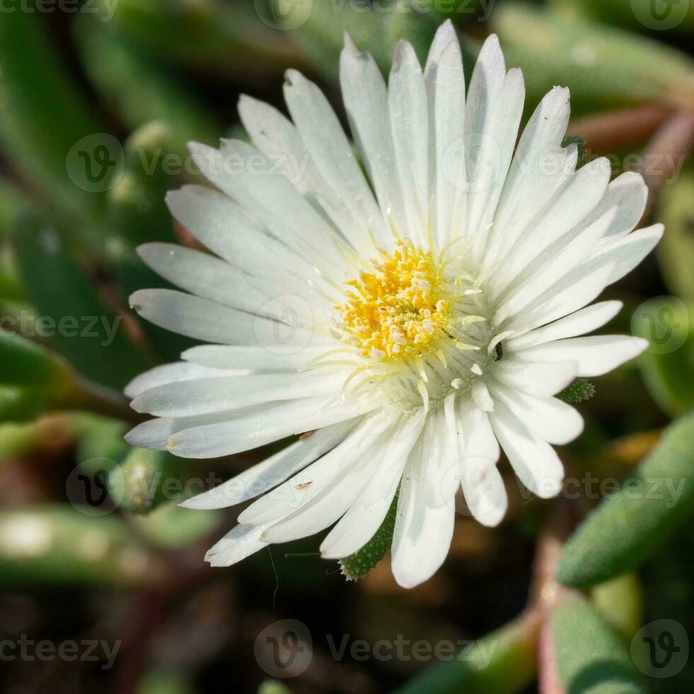 mediodía flor, delosperma congestum foto