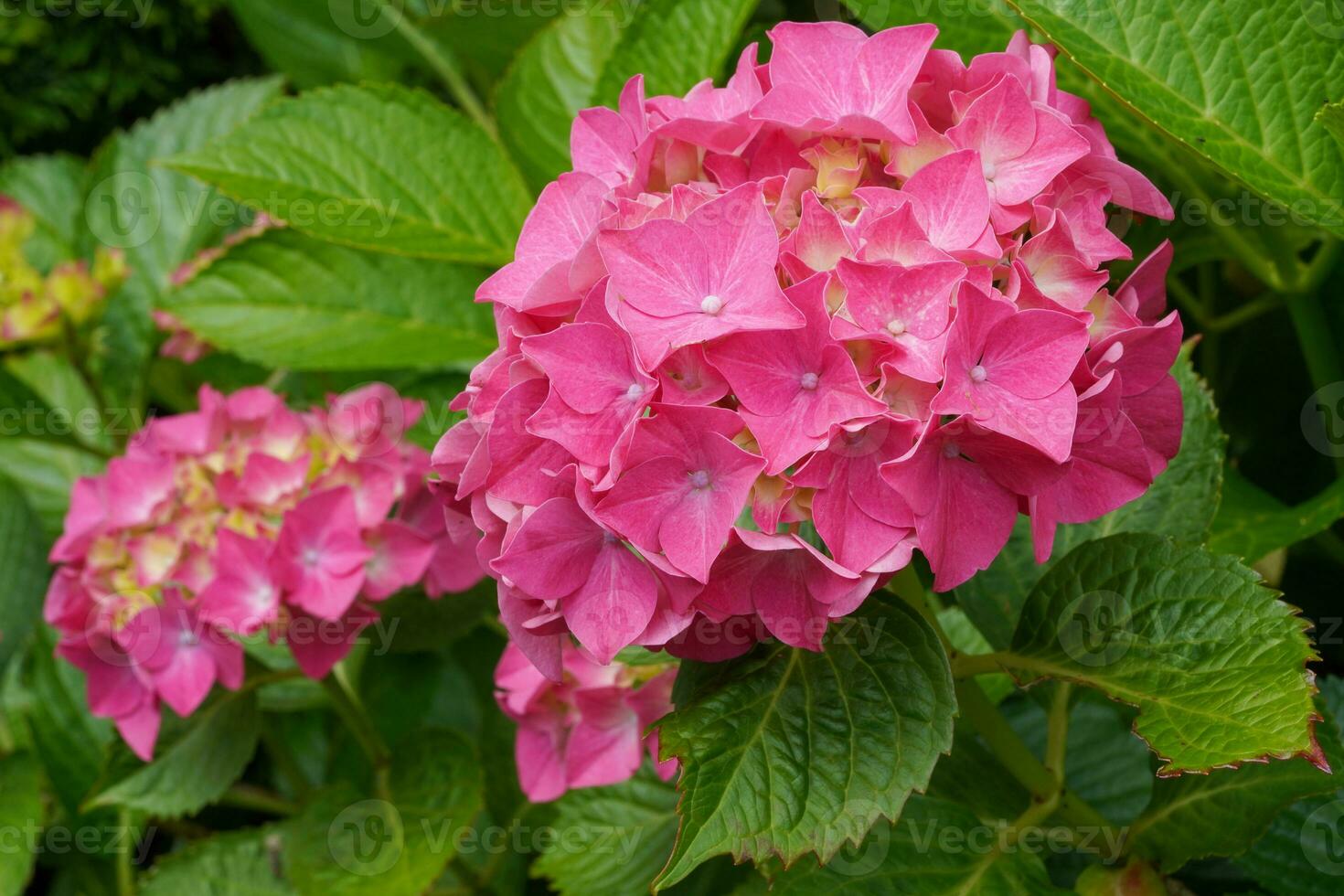 penny mac, hortensia macrophylla foto