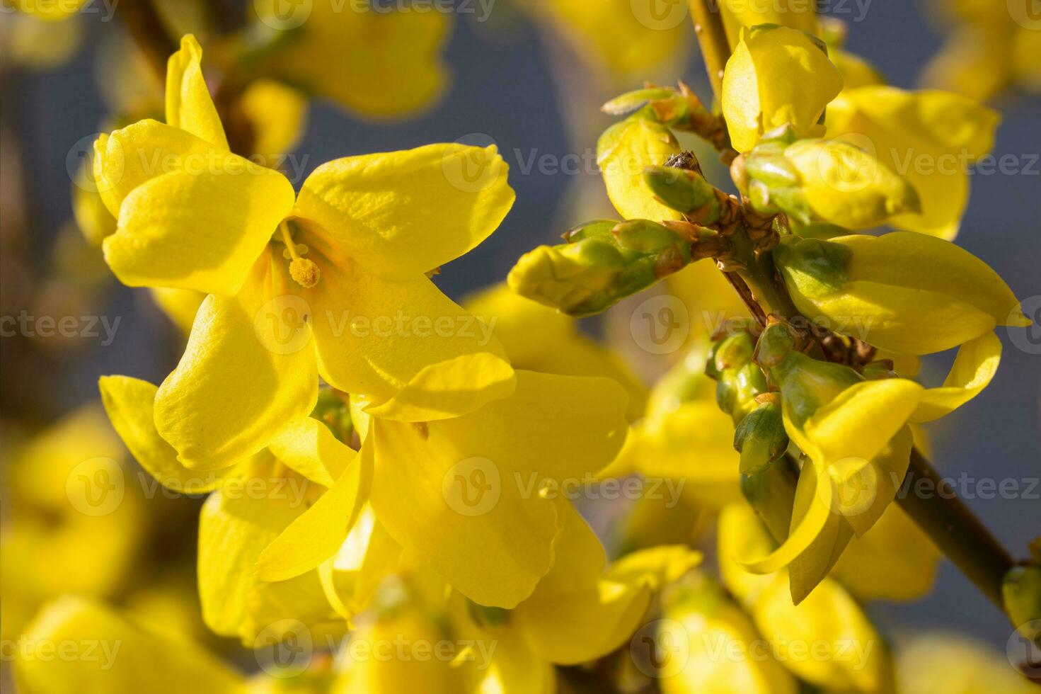 Forsythia, Forsythia intermedia photo