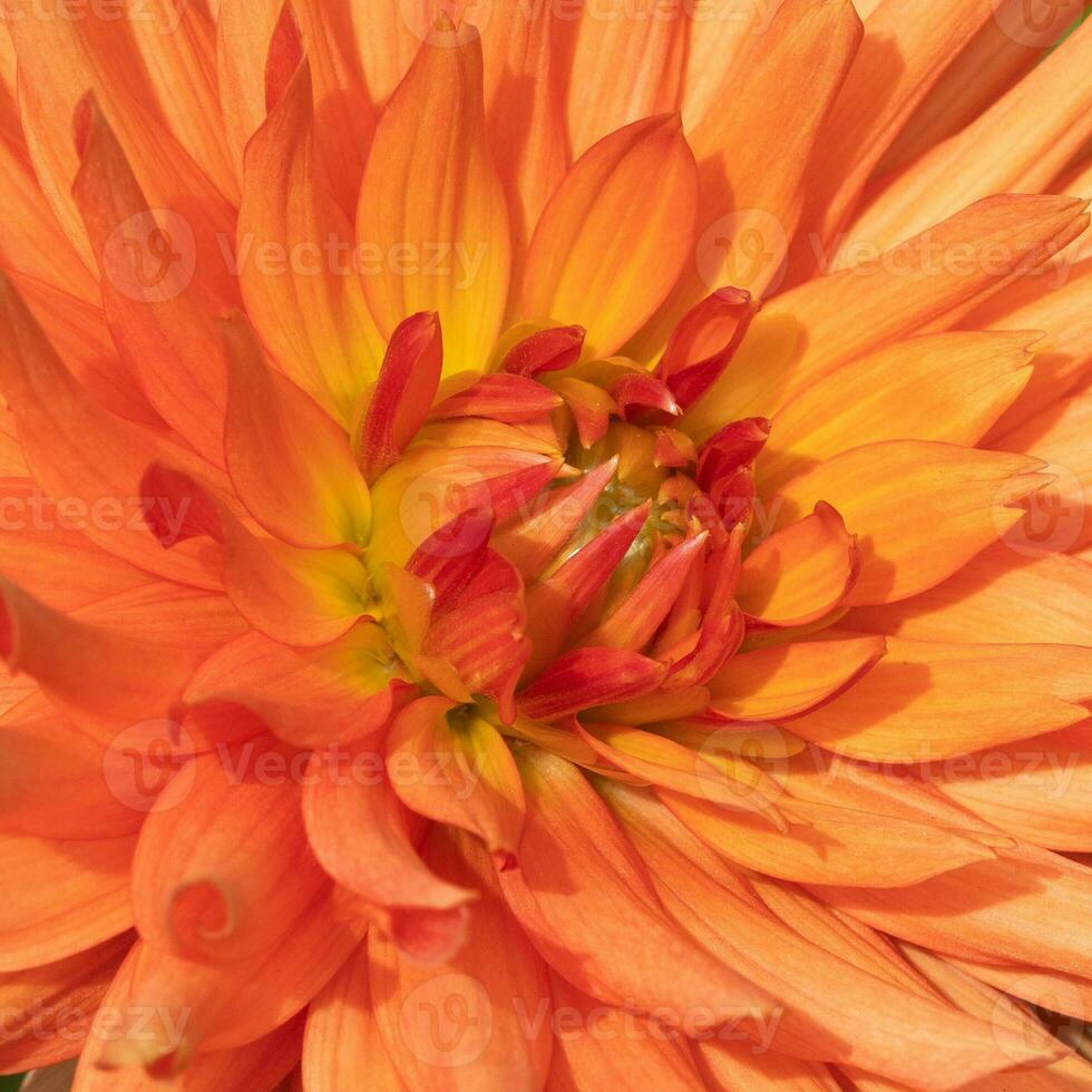 Close up image of Dahlia photo