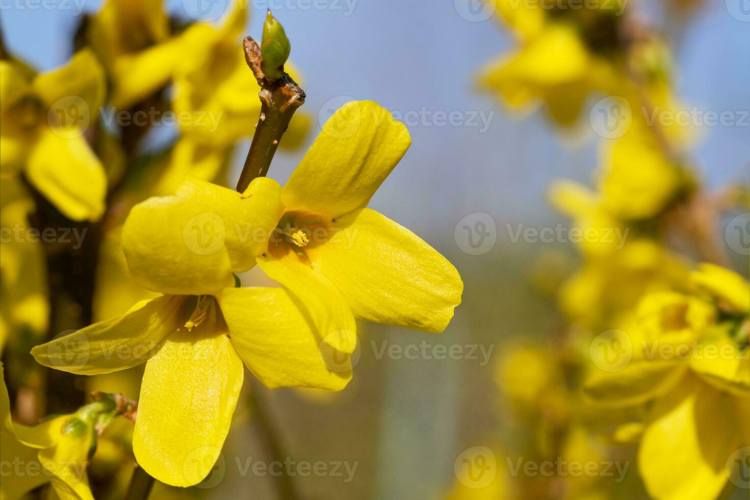 Forsythia, Forsythia intermedia photo