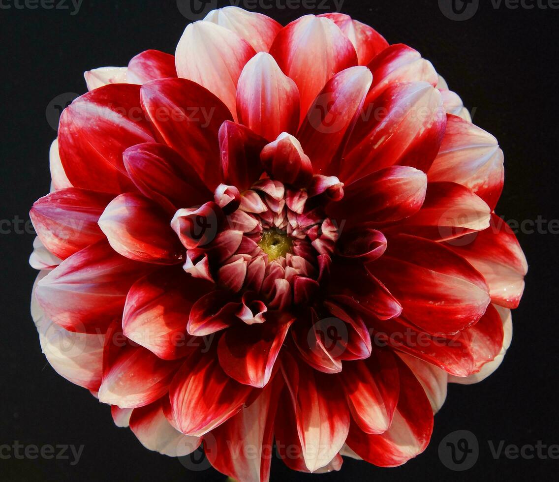 Close up image of Dahlia photo