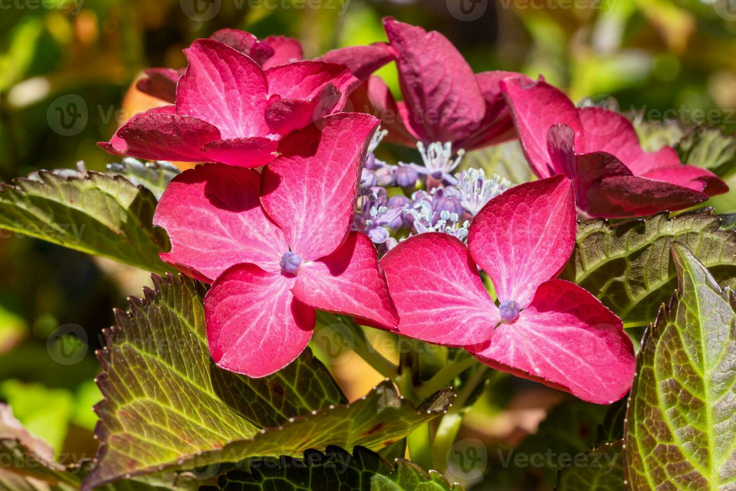 Penny mac, Hydrangea macrophylla photo