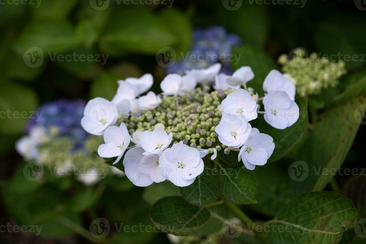 penny mac, hortensia macrophylla foto