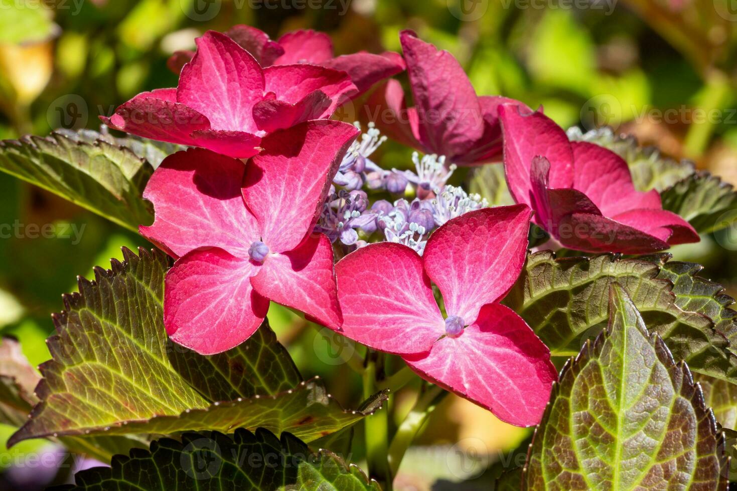 Penny mac, Hydrangea macrophylla photo