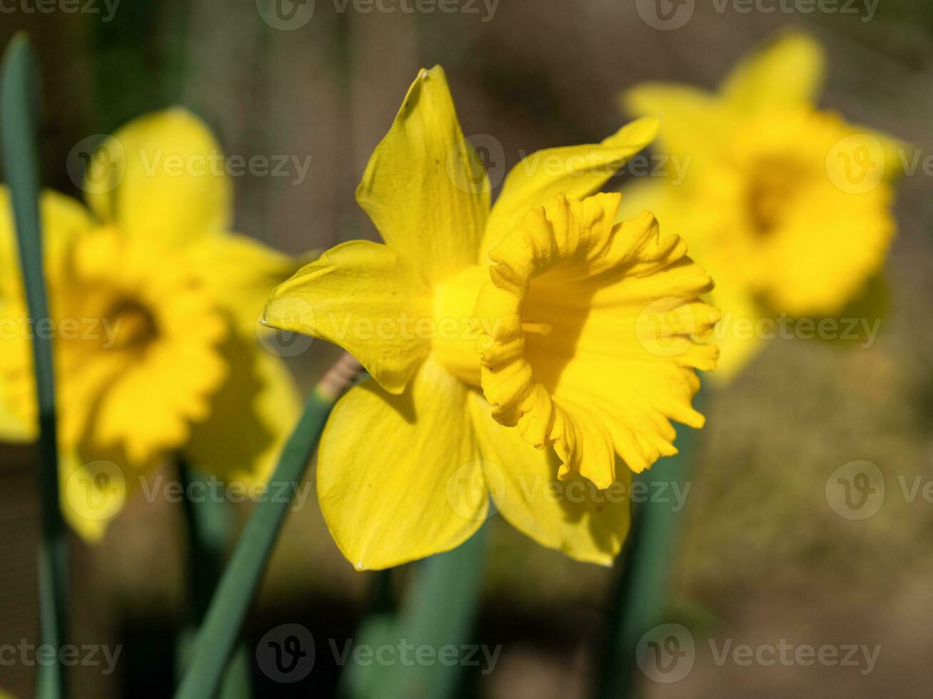Daffodil, Narcissus pseudonarcissus photo