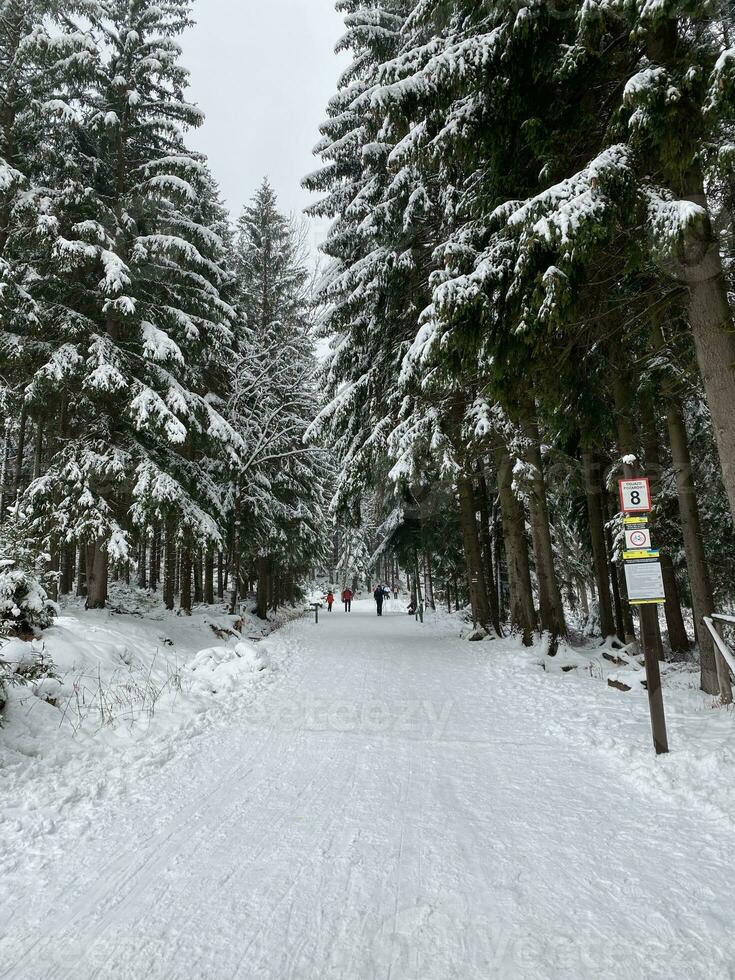 winter landscape with snowy mountains and trees Amazing winter background photo