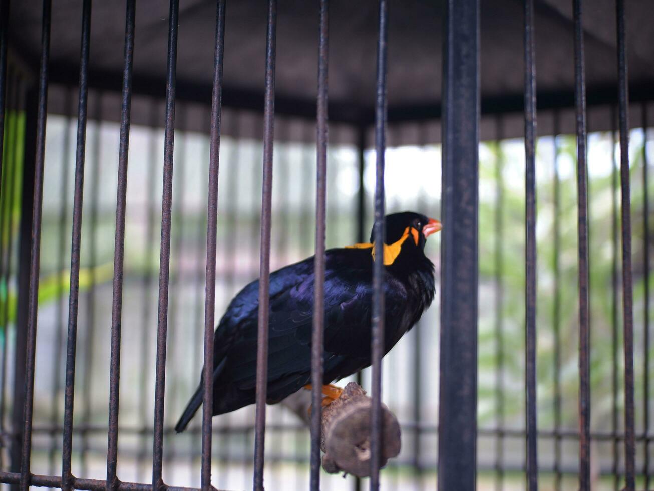 A Common Hill Myna Gracula religiosa is perching  in the cage, blurred background. A Black bird photo