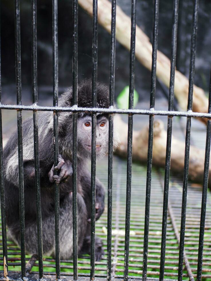 A lonely black little Monkey, alone sad in a cage in a zoo, photo