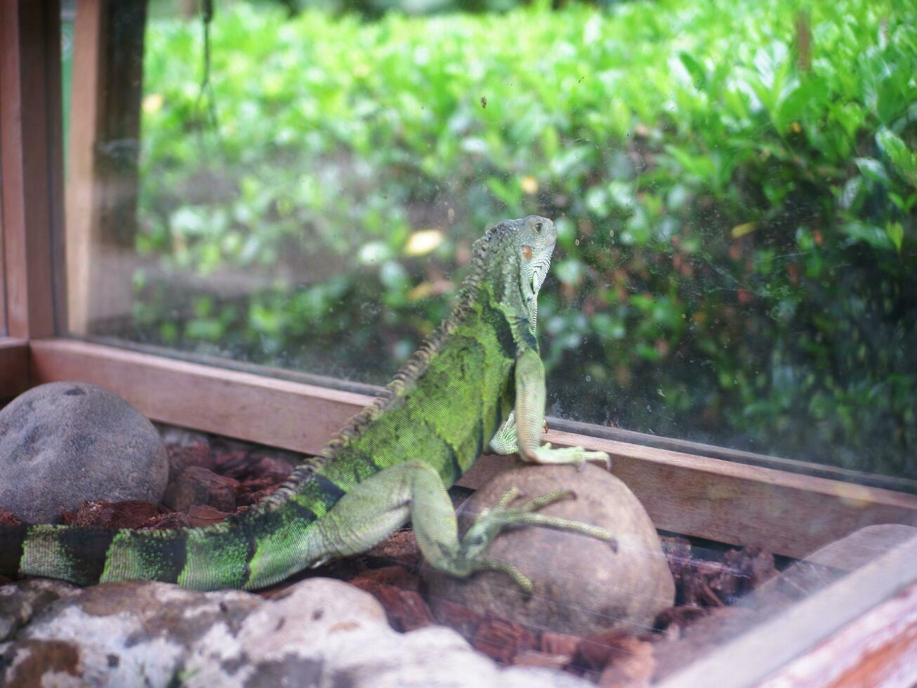 Green Iguana creeping on rocks and wood chips in a glass cage, Iguana head close up photo