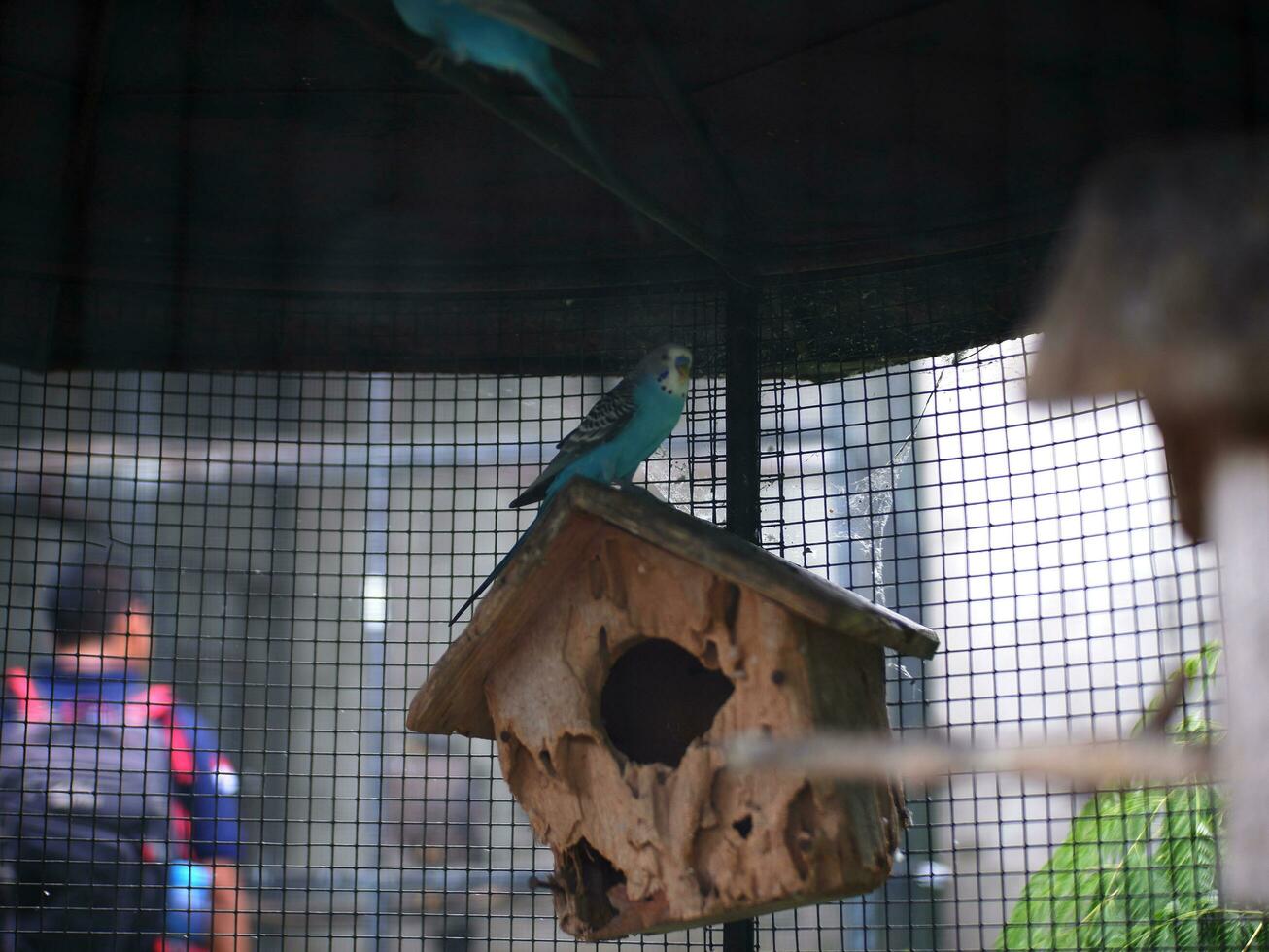 Blue and green Love bird that is sitting on a tree branch inside the aviary at the zoo photo