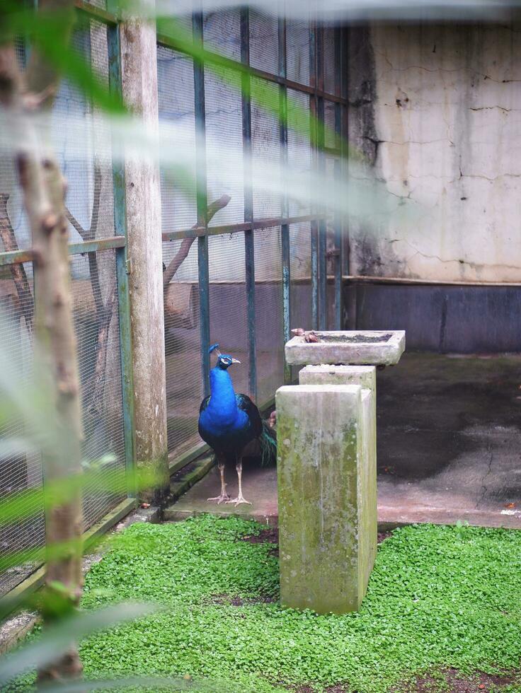 The beautiful blue Peacock is standing gallantly in the cage, which has trees and leaves in the zoo photo