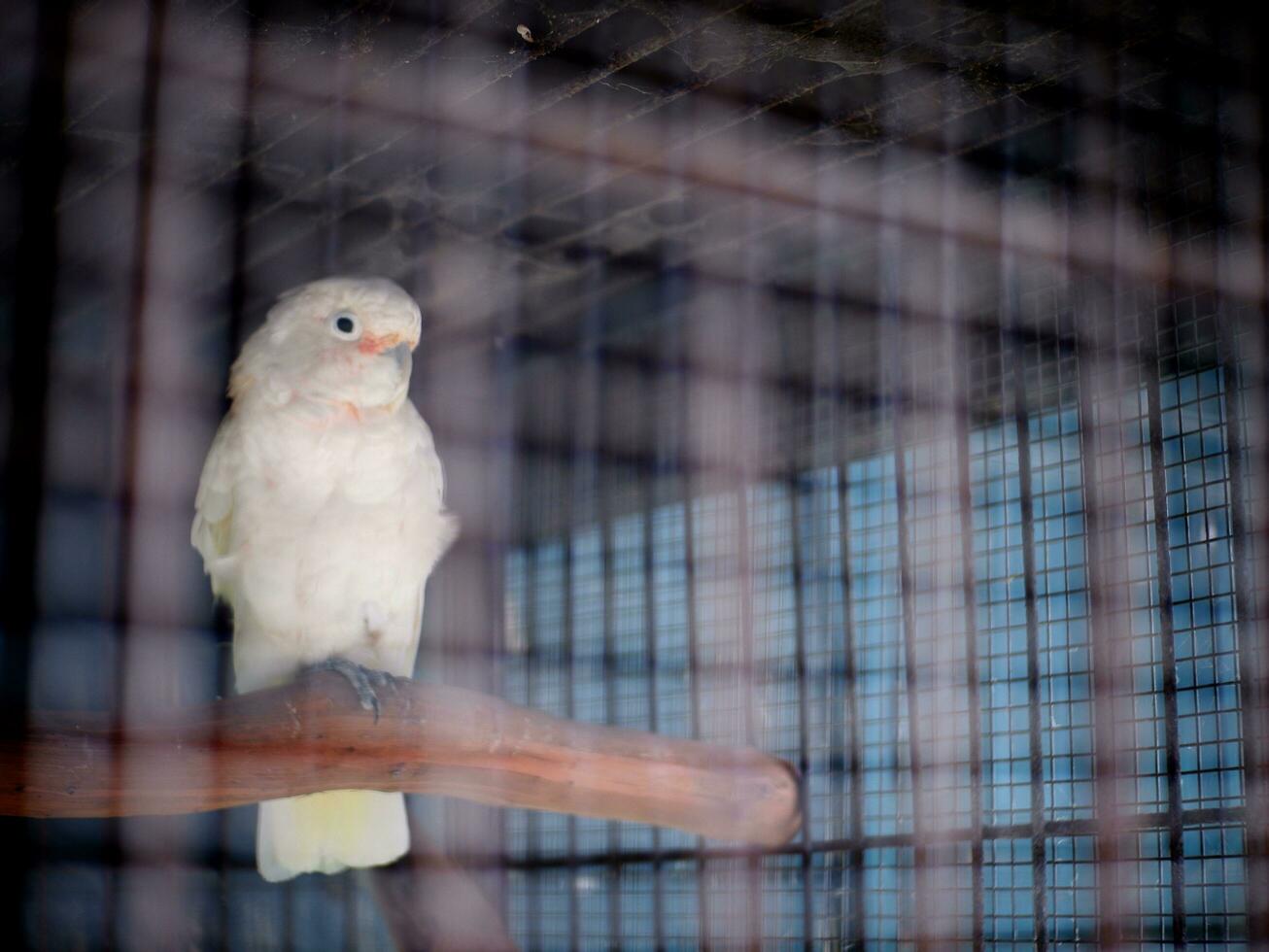 The cockatoo cacatuidae that are clutching or perched on the iron fence wall of the cage photo