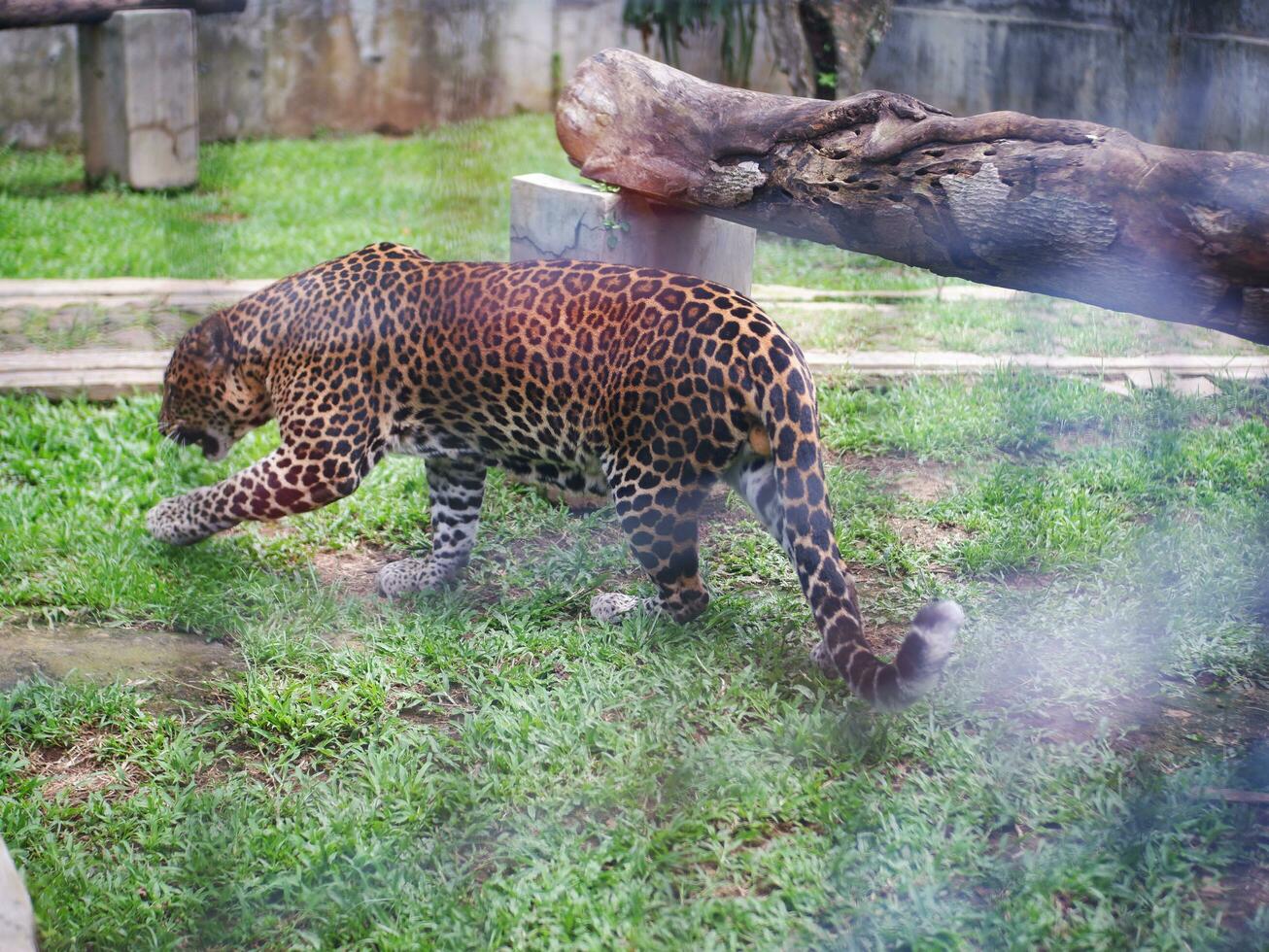 A  Leopard walking inside a cage in a zoo. Animals in a zoo. photo