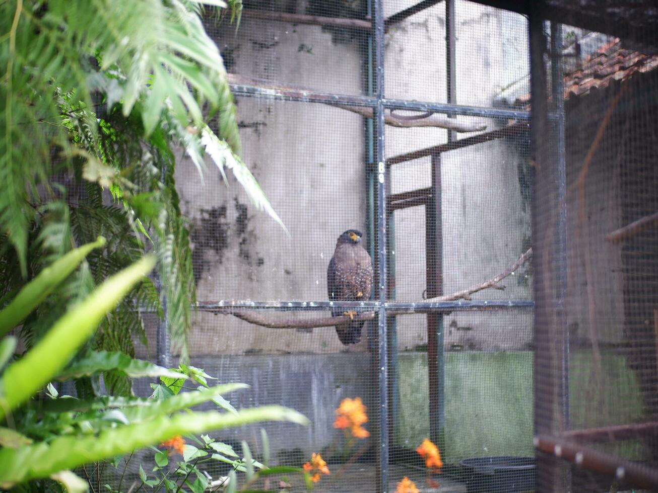 An Eagle playing with a rock on the ground then opens its wings in the cage photo