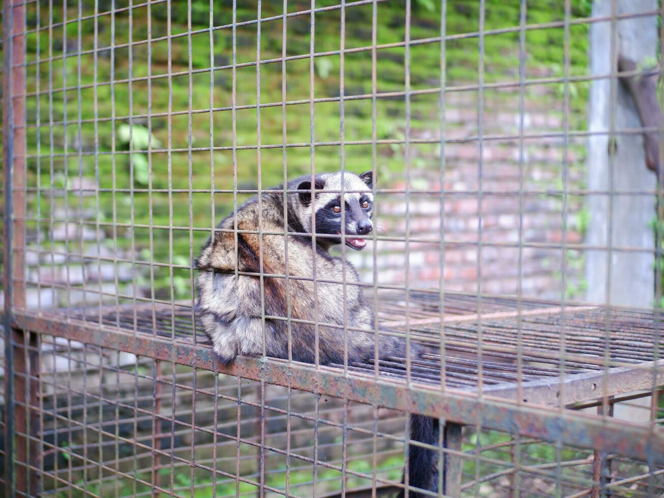 Civet or Mongoose or mongoose white cofee-producing animal sitting in a cage and staring intently at the camera photo