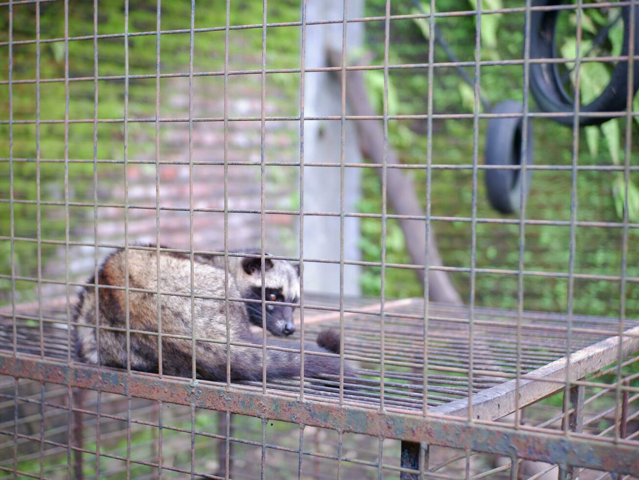 Civet or Mongoose or mongoose white cofee-producing animal sitting in a cage and staring intently at the camera photo