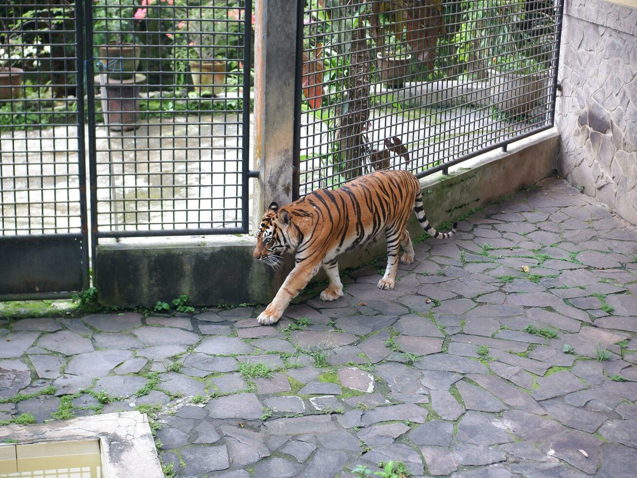 un grande Tigre estaba caminando en un jaula a el zoo mientras apertura su boca y pega fuera su lengua foto