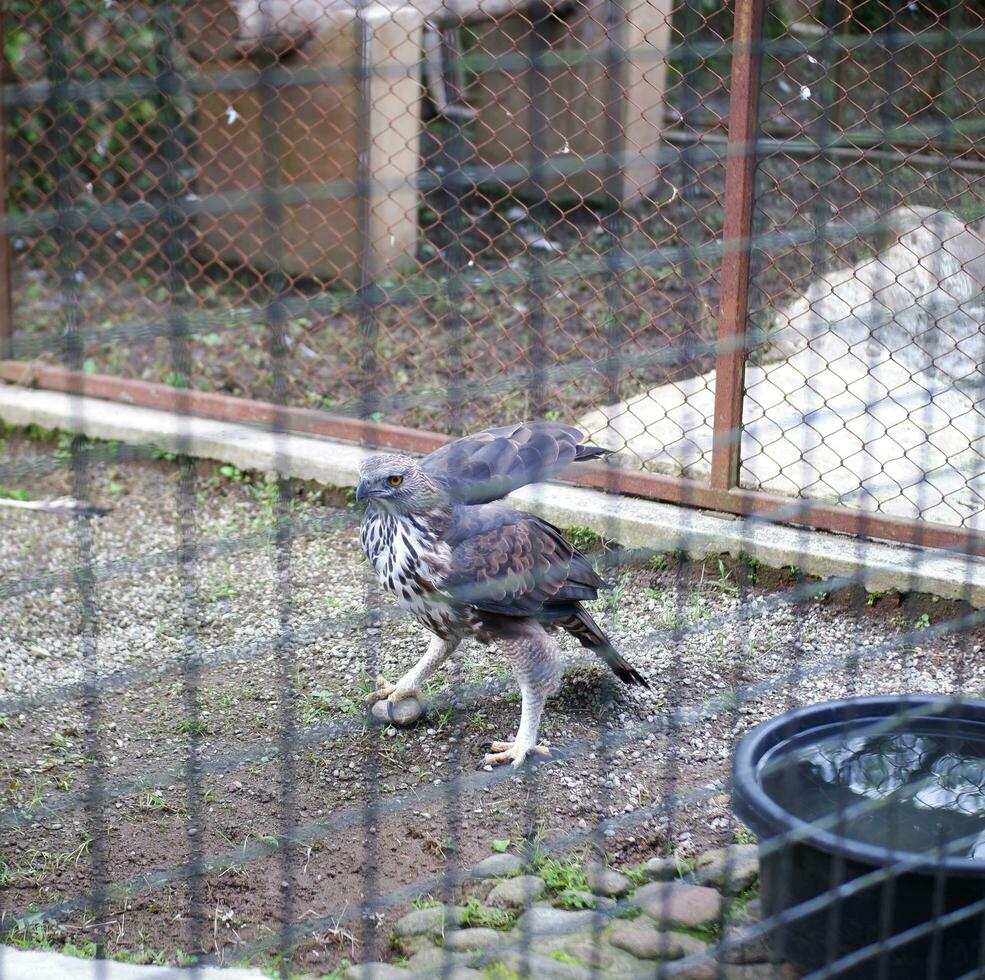 un águila jugando con un rock en el suelo luego abre sus alas en el jaula foto