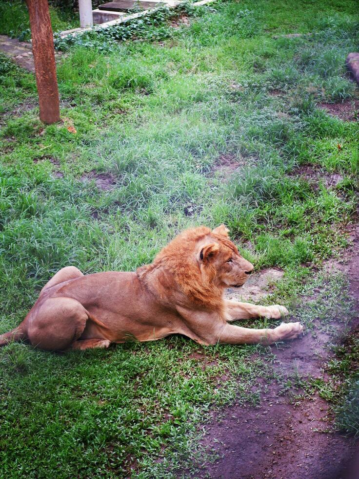 un grande masculino africano león sentado sin prisa en el césped ,foto desde encima foto