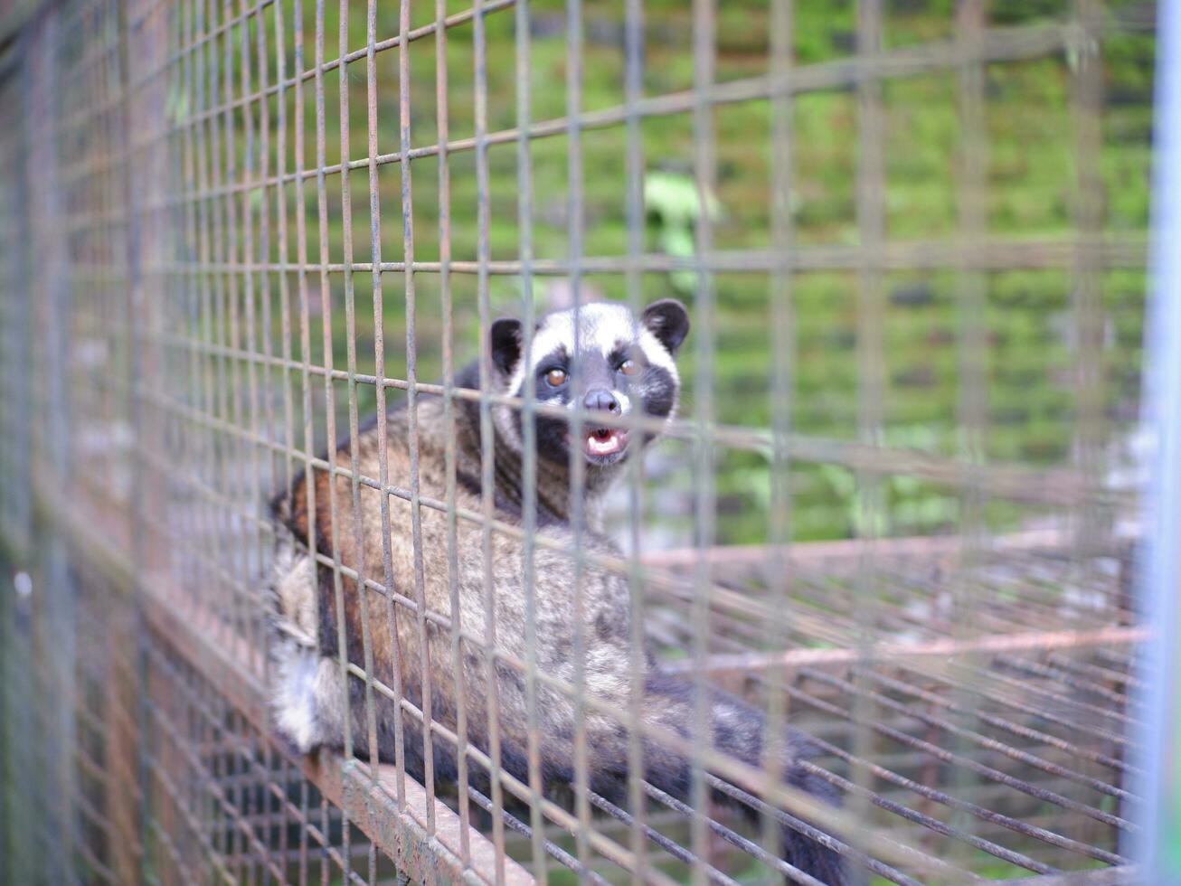 Civet or Mongoose or mongoose white cofee-producing animal sitting in a cage and staring intently at the camera photo