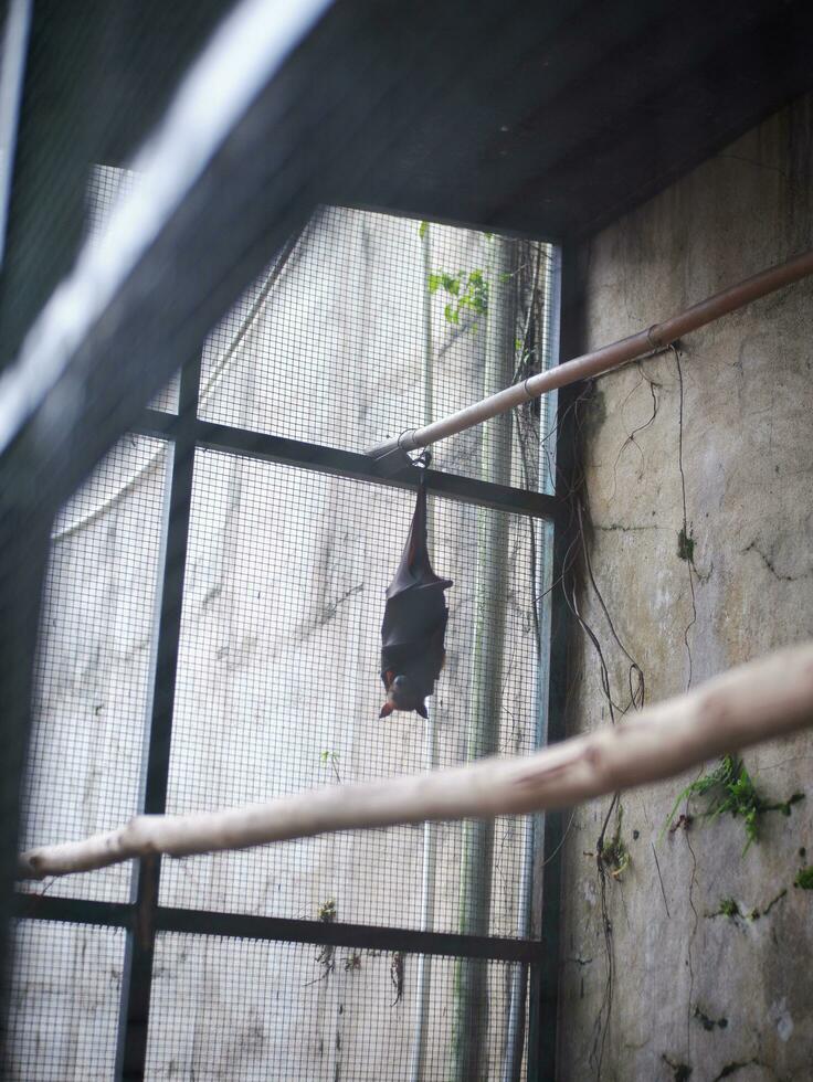 The big bat dangling in the iron cage during the day photo