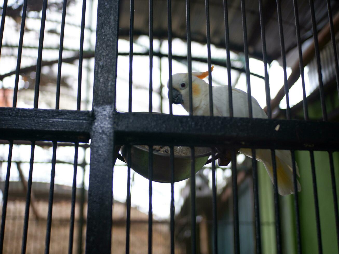 The cockatoo cacatuidae that are clutching or perched on the iron fence wall of the cage photo