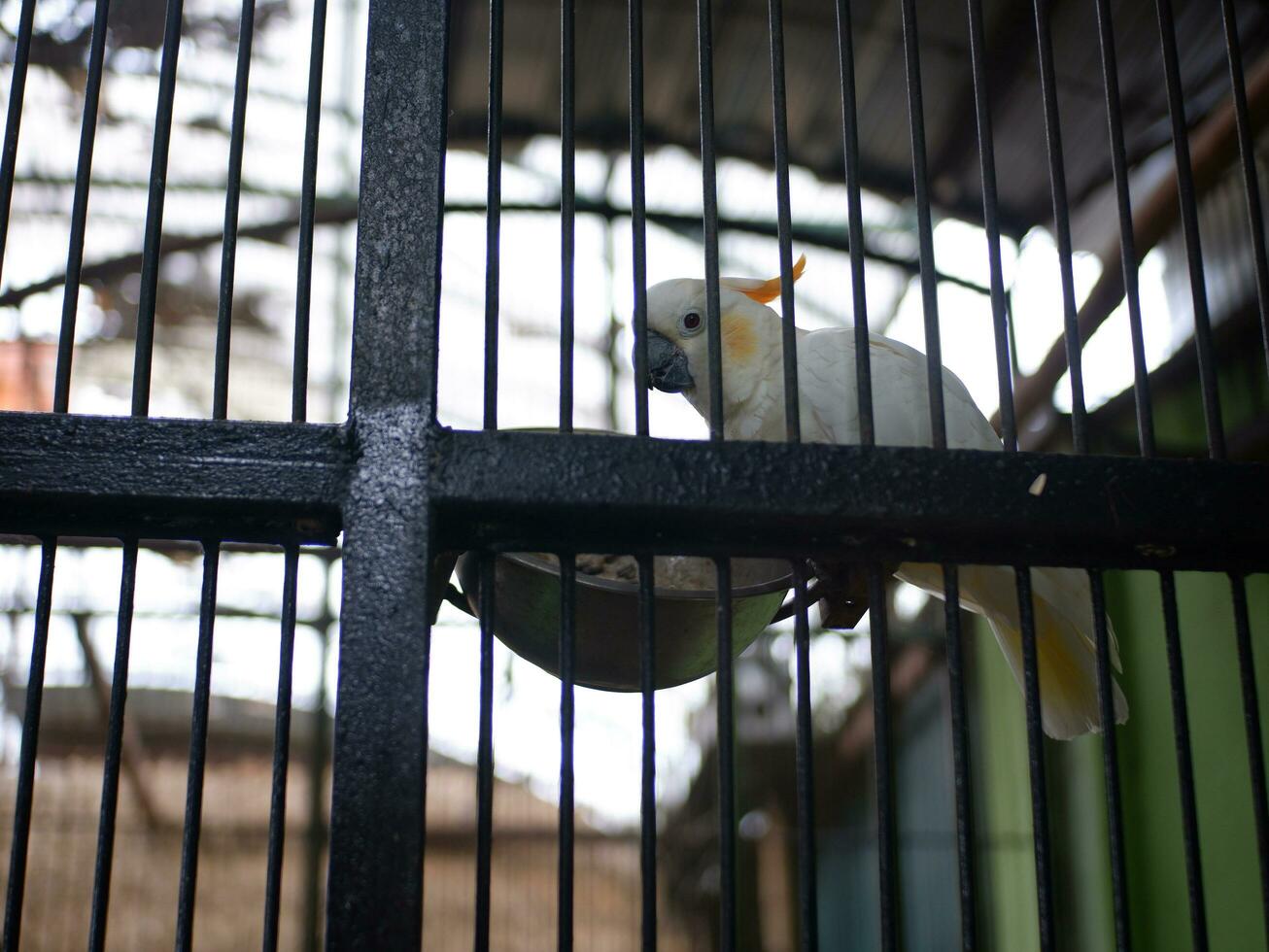 The cockatoo cacatuidae that are clutching or perched on the iron fence wall of the cage photo