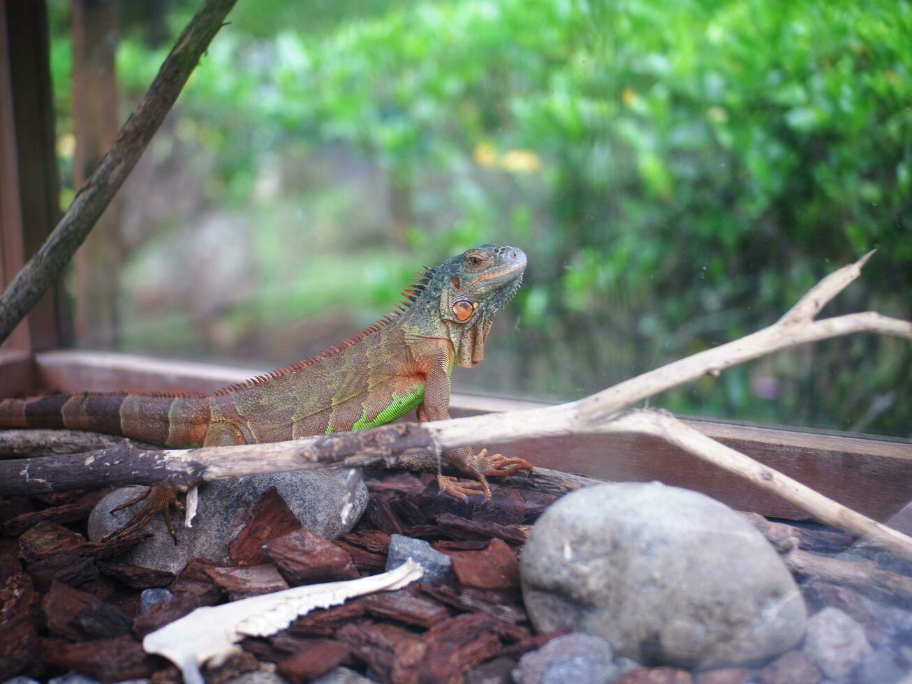 A brown green iguana that stays on wood chips and twigs then looking ahead photo